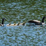 Family of Geese enjoying the pond