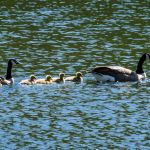 Family of Geese enjoying the pond