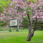 Apple Blossom Time